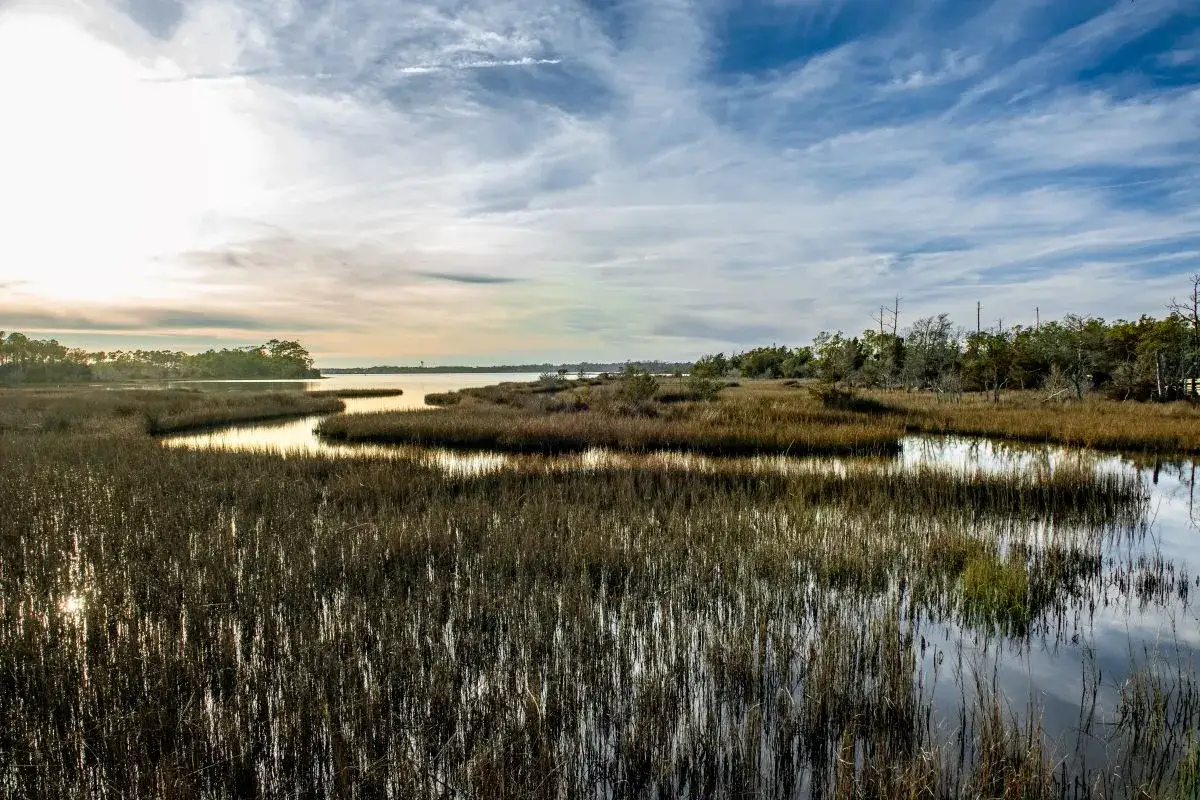 Słońce odbija się w wodzie, tworząc złote refleksy wśród bagiennej trawy. To idealne miejsce dla dziewczyny z bagien, by odnaleźć spokój.